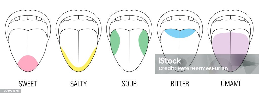 Human tongue with five taste areas - bitter, sour, sweet, salty and umami perception - colored division with zones of different taste buds - educational, schematic vector on white background. Sour Taste stock vector