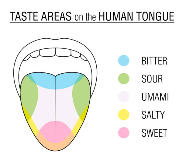 geschmack-bereichen der menschlichen zunge - farbige division mit zonen der geschmacksknospen für bitter, sauer, süß, salzig und umami wahrnehmung - pädagogische, schematische vektor-illustration auf weißem hintergrund. - zunge stock-grafiken, -clipart, -cartoons und -symbole