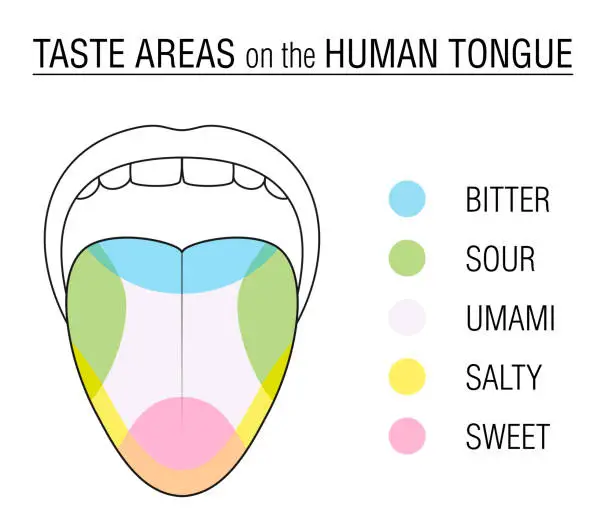 Vector illustration of Taste areas of the human tongue - colored division with zones of taste buds for bitter, sour, sweet, salty and umami perception - educational, schematic vector illustration on white background.