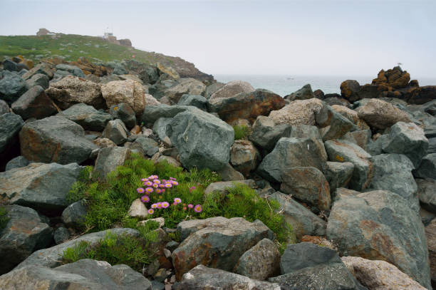 istock Rugged Cornish coast with seagull, flowers, rocks, ship, sea 904997166