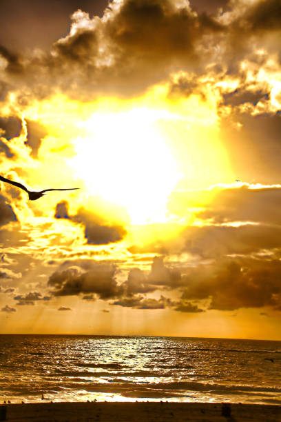 istock Sea gull flying over the ocean at sunset 905000266