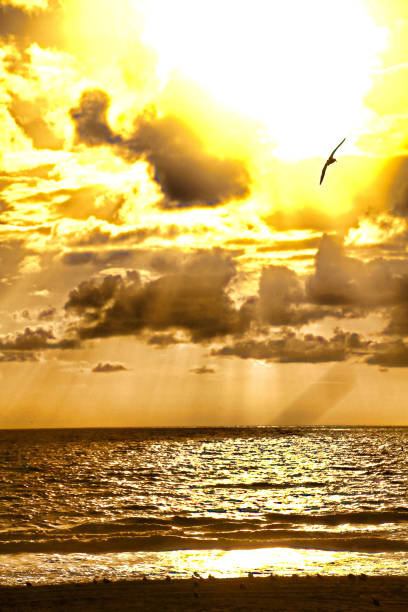 istock Sea gull flying over the ocean at sunset 905000276