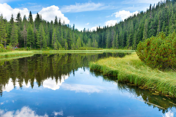 istock Blue water in a forest lake 905000872