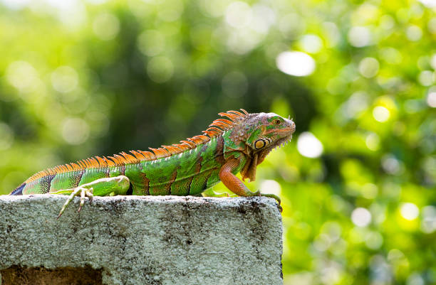 Male green iguana in Belize on block wall stock photo