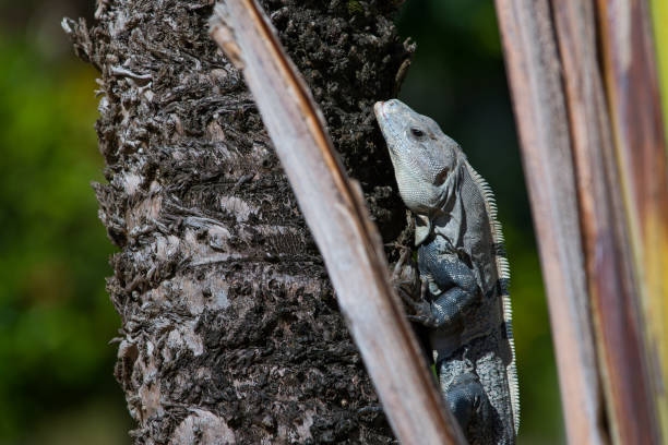 Large spiny tailed iguana sunning in Belize stock photo