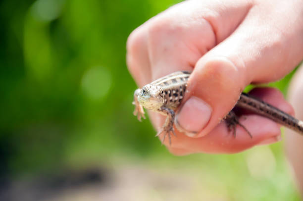 istock Beautiful lizard in hand on a Sunny summer day. 905003686