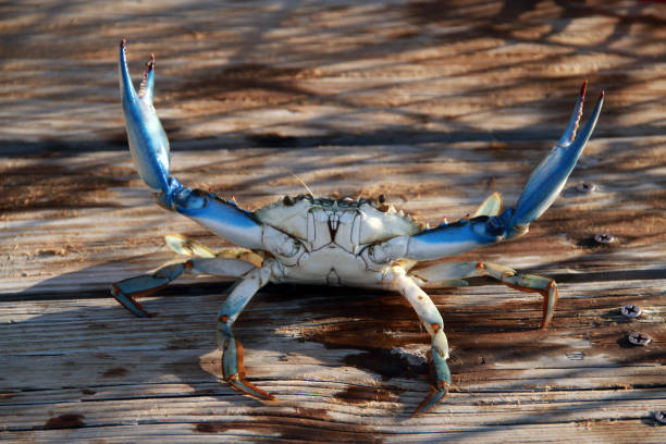 Blue Crab Kiawah Island, SC Blue Crab kiawah island stock pictures, royalty-free photos & images