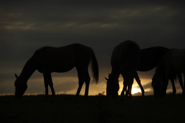 istock Grazing horses at sunset 905004548