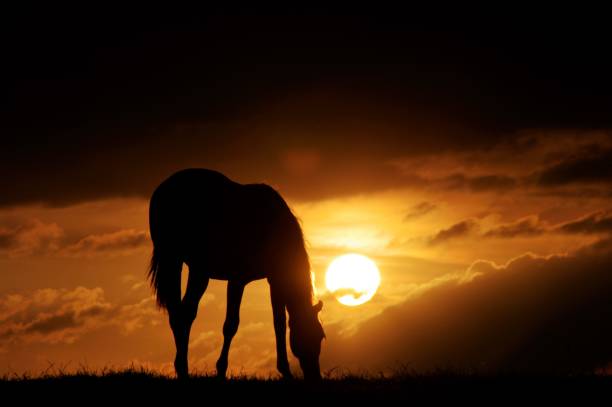 istock Grazing horses at sunset 905004598