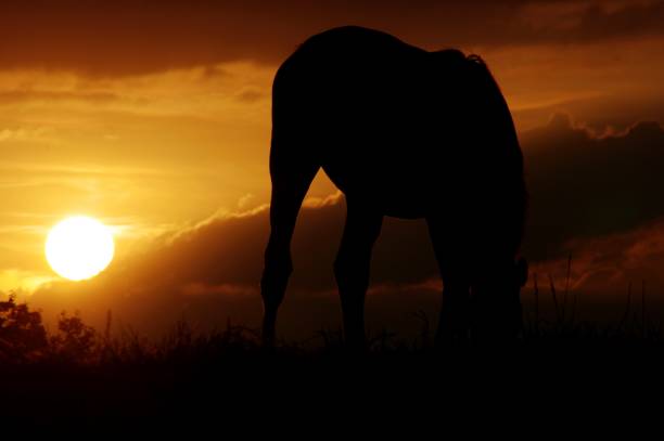 istock Grazing horses at sunset 905004654