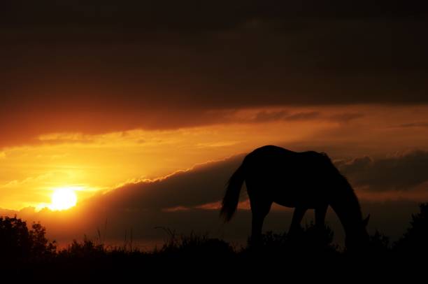 istock Grazing horses at sunset 905004658
