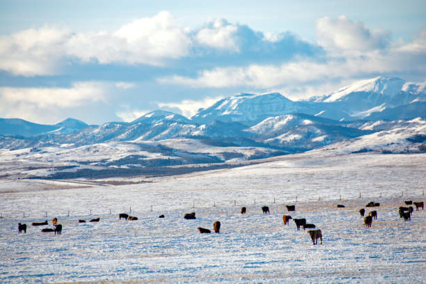 istock Cattle in winter field with Rocky Mountains background 905005224