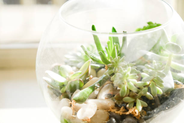 istock Small succulent plants in a terrarium next to the window, England 905007556