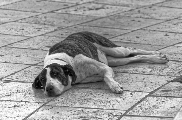 pies leżący na ulicy - dog lying down tired street zdjęcia i obrazy z banku zdjęć