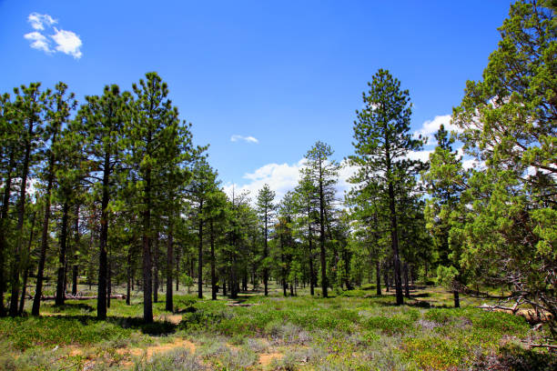 istock Ponderosa Pine forest in Bryce Canyon National Park 905010556
