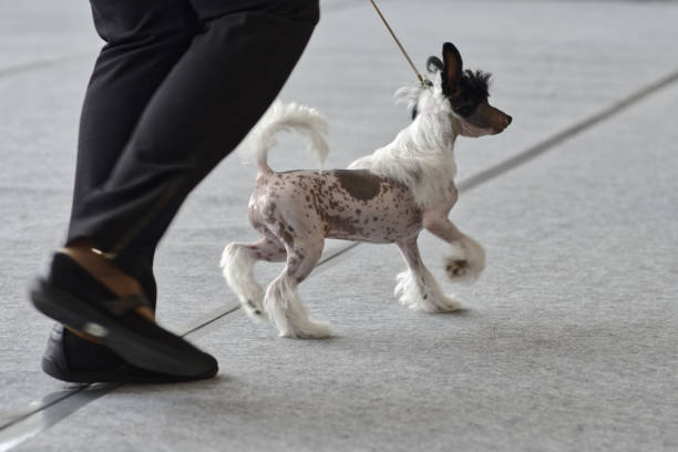 istock Dog on the dog show 905010658