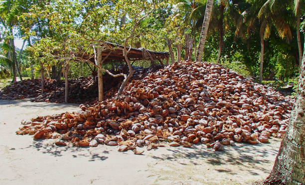 istock Coconut Shell pile on the Seychelles 905012032