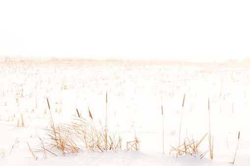 A field in winter during a blizzard.