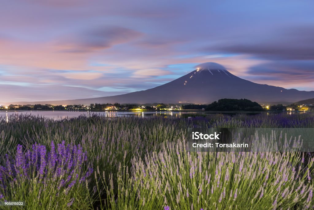 Mt.fuji Night view of Mountain Fuji and lavender fields in summer season at Lake kawaguchiko Agricultural Field Stock Photo
