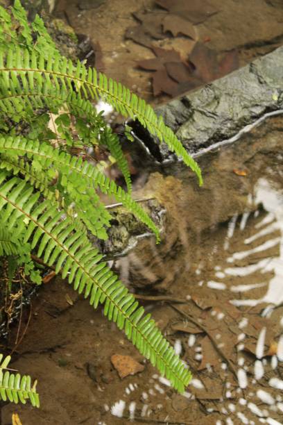 istock Fern leaves in the garden 905021498