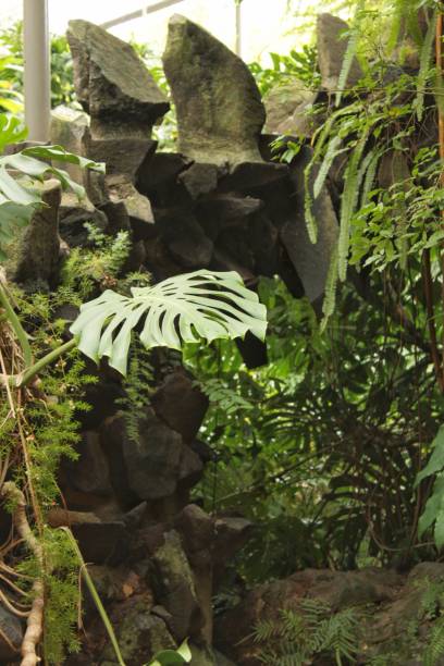 istock Green vegetation in a botanical garden 905021706