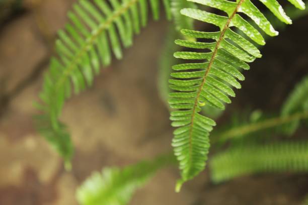 hojas de helecho en el jardín - tropical rainforest rainforest tropical climate formal garden fotografías e imágenes de stock