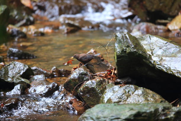 istock Brown Dipper (Cinclus pallasii) in Japan 905026466