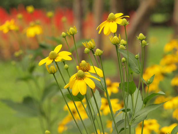 istock flowers in the meadow 905027650