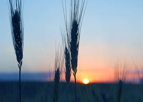 istock silhouette of wheat ears after sunset closeup 905029200