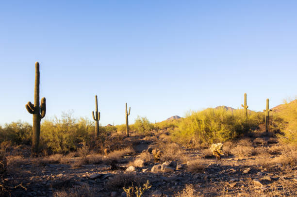 istock Saguaro cacti in the greater Phoenix, AZ area 905031904