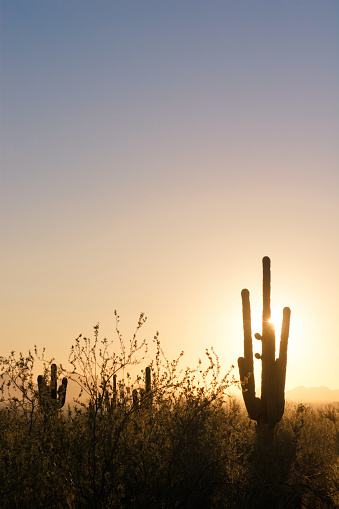 Several seguaro cacti in the Sonoran Desert in Phoenix, AZ during the evening time.