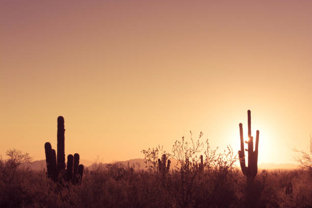 istock Saguaro cacti in the greater Phoenix, AZ area at sunset 905032004