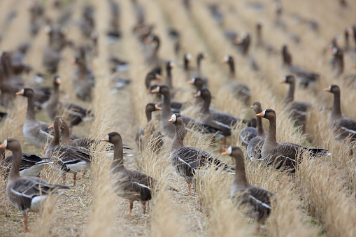 Greater White-fronted Goose (Anser albifrons) in Japan