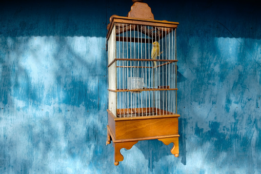 Yellow canary in a wooden cage in the blue background