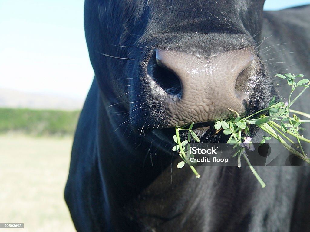 Miam Yum3 - Photo de Bovin domestique libre de droits