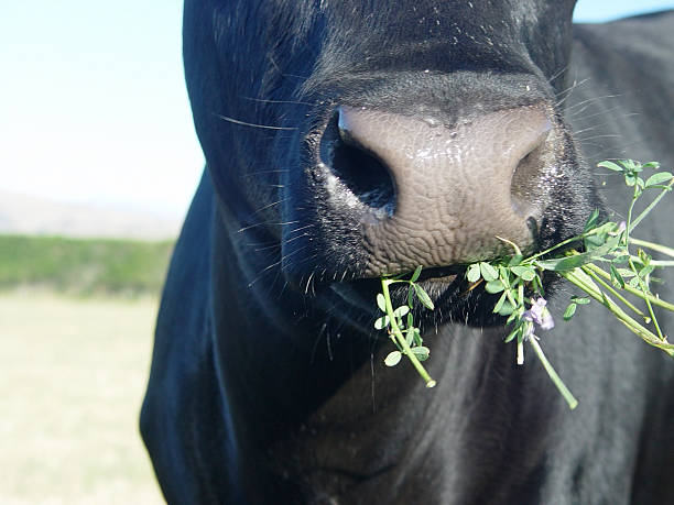 yum yum3 - alfalfa foto e immagini stock