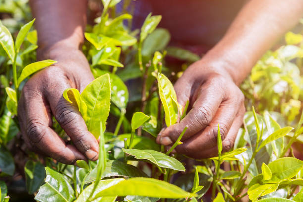 istock Woman Picking tea leaves. Rwanda 905041100