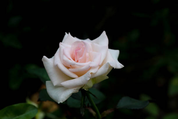 istock Blossom Pink rose  in nature background 905044178
