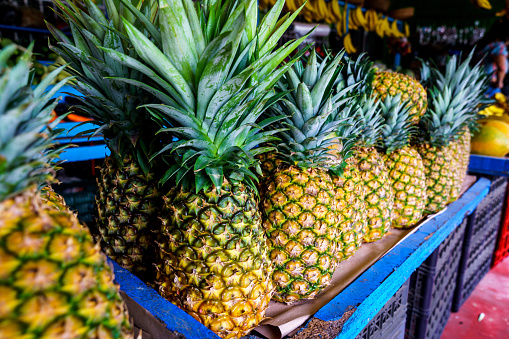 Horizontal row of organic fresh pineapples on wood shelf grown in fruit and vegetable garden in country Australia ready for eating