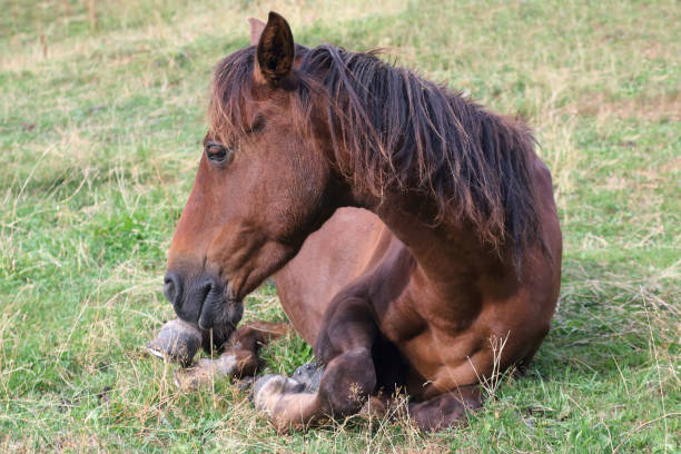 istock the horse rests on the grass after lunch 905049302