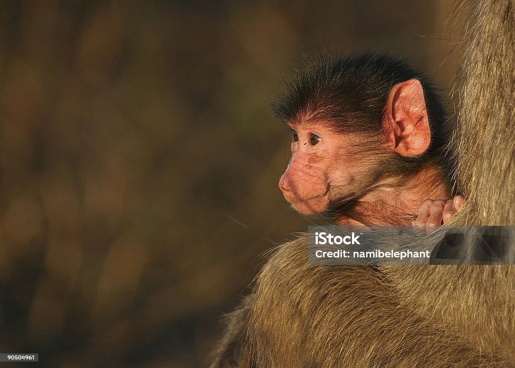 리틀 개코원숭이 - 로열티 프리 개코원숭이 스톡 사진
