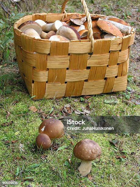 Días De Día Foto de stock y más banco de imágenes de Aire libre - Aire libre, Alimento, Bosque