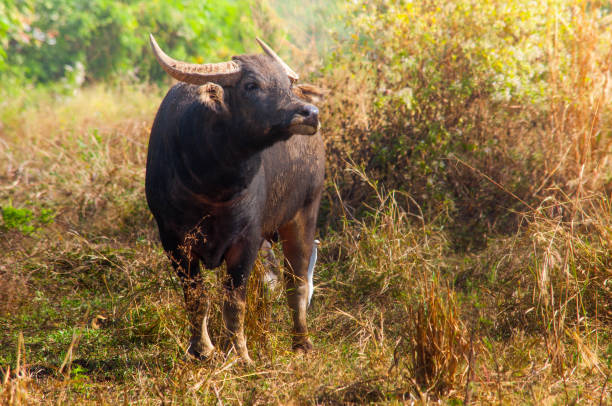 istock Buffalo smiling in Meadow 905051526