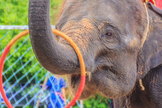istock Little elephant use his trunk to play hula hoop 905052112