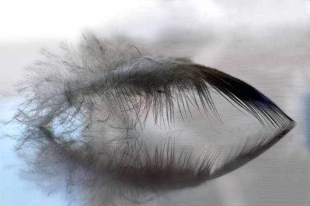 istock bird feather lies on a light background 905054686