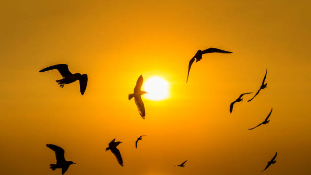 istock Sunset with silhoutte of birds flying. 905054812