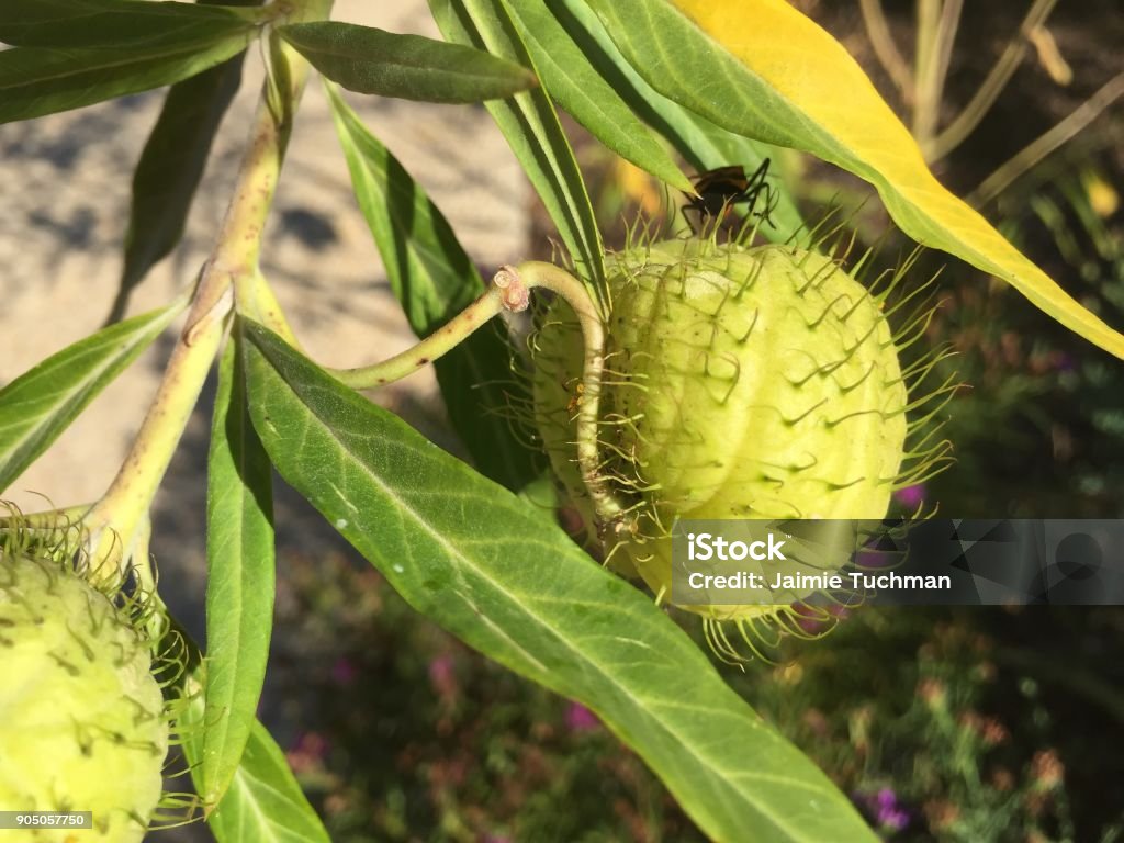 Caterpillar crawling on a thorny plant Monarch caterpillar (Danaus plexippus) in the garden with yellow, black and white stripes Butterfly - Insect Stock Photo