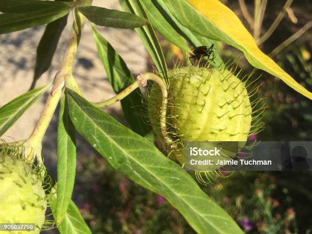 Caterpillar Crawling On A Thorny Plant Stock Photo - Download Image Now - Butterfly - Insect, Caterpillar, Crawling