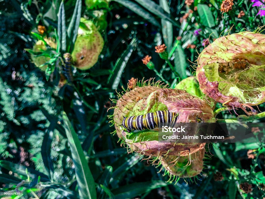 Caterpillar crawling on a thorny plant Monarch caterpillar (Danaus plexippus) in the garden with yellow, black and white stripes Butterfly - Insect Stock Photo