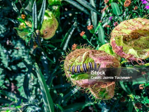 Caterpillar Crawling On A Thorny Plant Stock Photo - Download Image Now - Butterfly - Insect, Caterpillar, Crawling